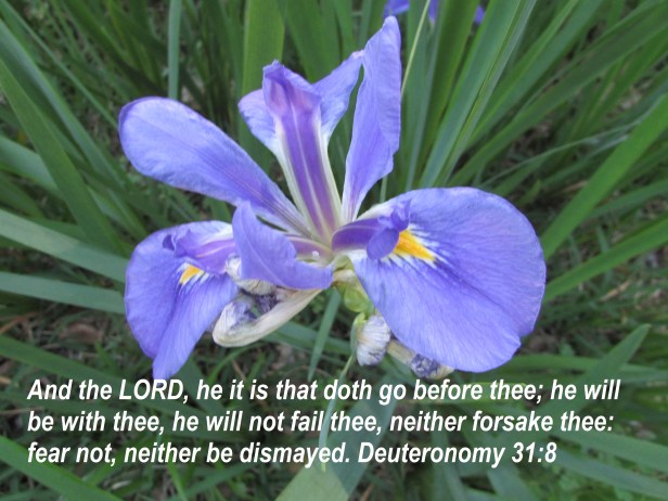 © Photo Artist Susan Ruth Robertson 090025006100 022 - Copy.JPG