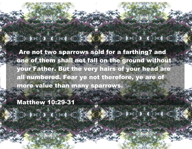 © Photo Artist Susan Ruth Robertson 090025006100 047 - Copy - Copy - Copy.JPG