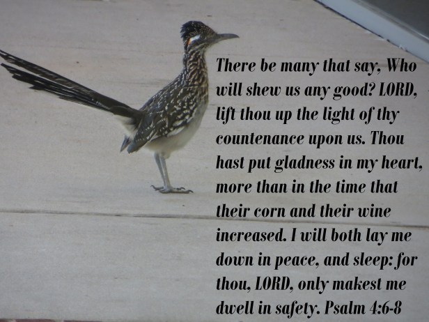 © Photo Artist Susan Ruth Robertson 090025006100 065 - Copy.JPG