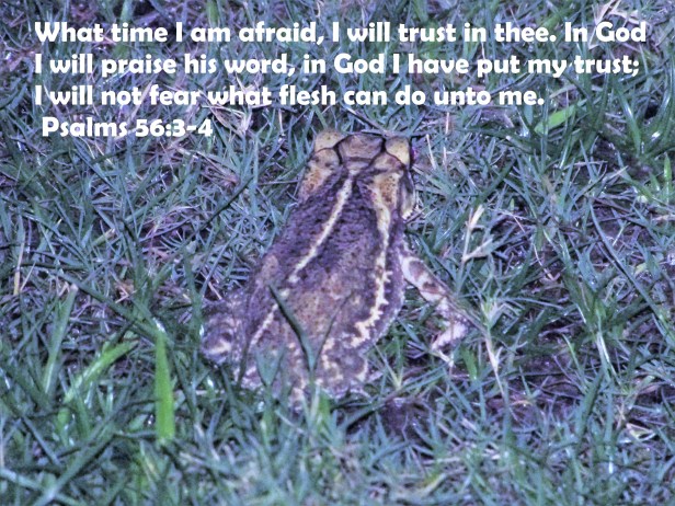 © Photo Artist Susan Ruth Robertson 090025006100 SX 400 IS 001 - Copy.JPG