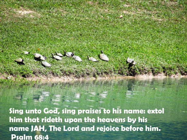 © Photo Artist Susan Ruth Robertson 090025006100 SX 400 IS 010.JPG