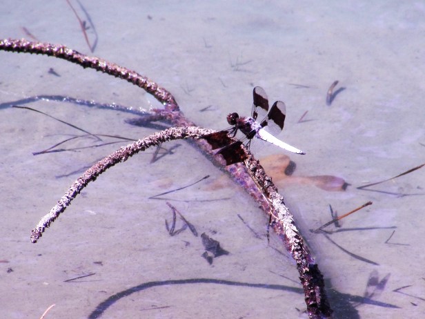 © Photo Artist Susan Ruth Robertson 090025006100 SX 400 IS 024.JPG