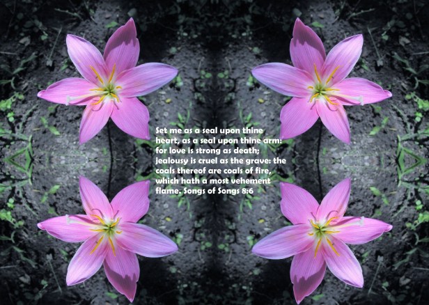 © Photo Artist Susan Ruth Robertson 090025006100 SX 400 IS 038 - Copy - Copy.JPG