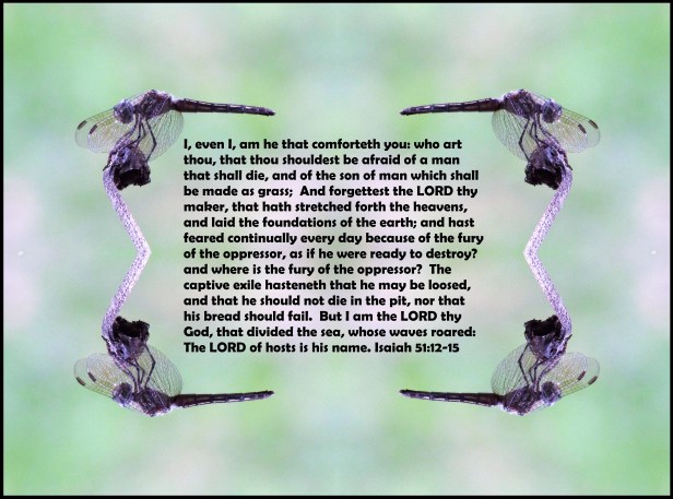 ©Photo Artist Susan Ruth Robertson 090025006100 007 - Copy - Copy.JPG