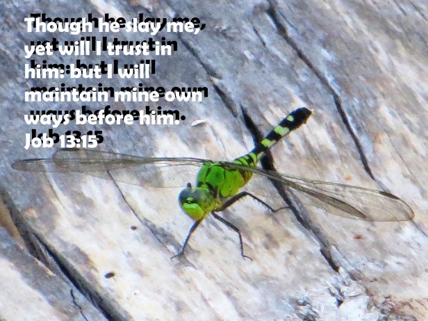 ©Photo Artist Susan Ruth Robertson 090025006100 075 - Copy.JPG