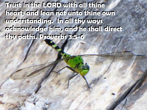 ©Photo Artist Susan Ruth Robertson 090025006100 076 - Copy.JPG