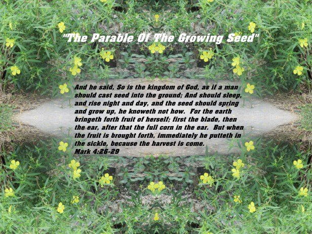 © Photo Artist Susan ruth Robertson 09002500100 059 - Copy - Copy.JPG