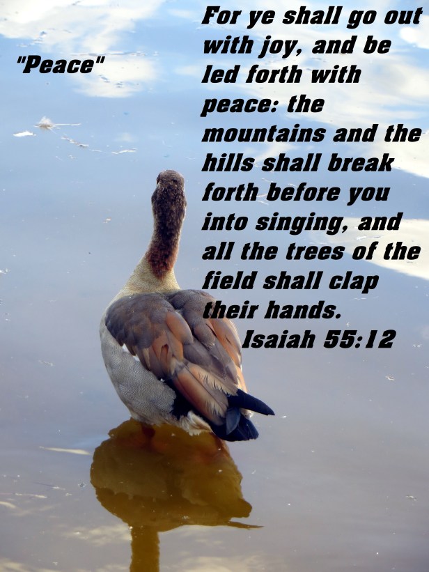 © Photo Artist Susan Ruth Robertson 090025006100 082 - Copy (2).JPG