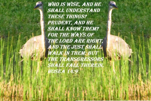 © Photo Artist Susan Ruth Robertson 090025006100   (31) - Copy.JPG