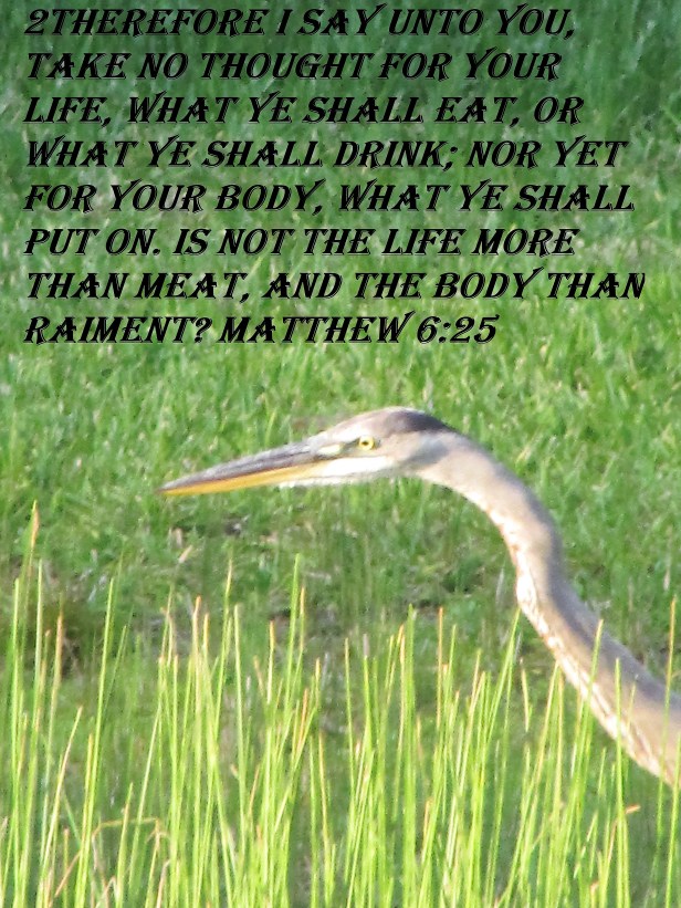 © Photo Artist Susan Ruth Robertson 090025006100   (33) - Copy.JPG