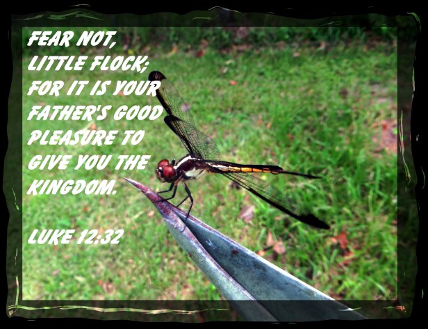 SX260 HS ©Photo Artist Susan Ruth Robertson 090025006100 025 - Copy.JPG