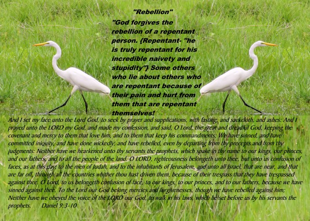 SX400IS  © Photo Artist Susan Ruth Robertson 090025006100 004 - Copy.JPG