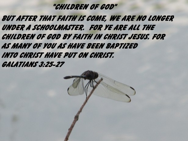 © Photo Artist Susan ruth Robertson 09002500100 009 - Copy.JPG