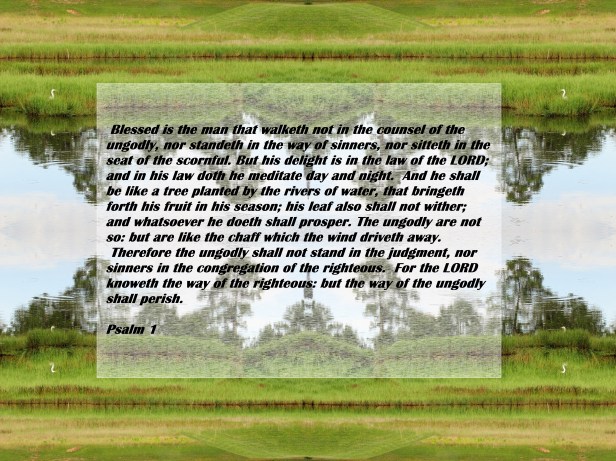 © Photo Artist Susan Ruth Robertson 090025006100 005 - Copy - Copy.JPG