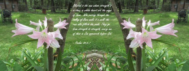 © Photo Artist Susan Ruth Robertson 090025006100 005 - Copy.JPG