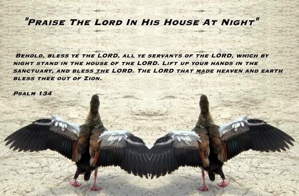 © Photo Artist Susan Ruth Robertson 090025006100 067 - Copy (3).JPG