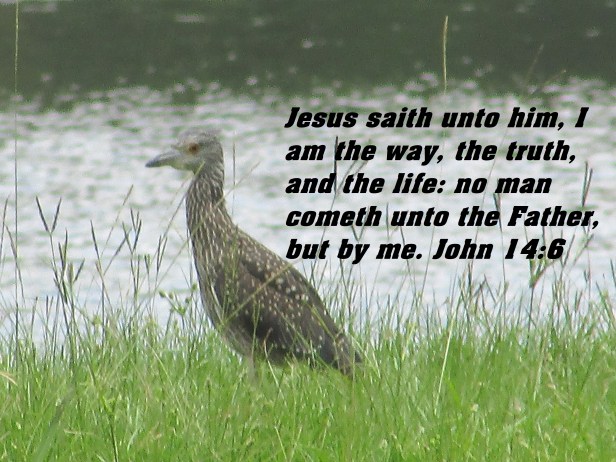 © Photo Artist Susan Ruth Robertson 090025006100 SX 400 IS 003.JPG