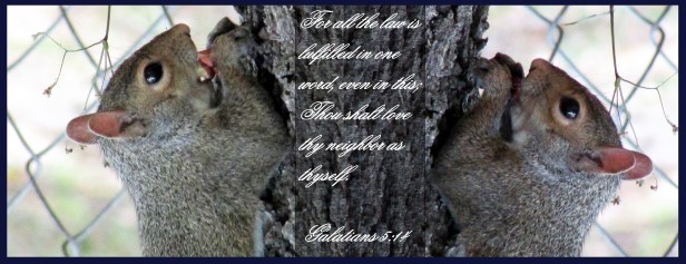 © Photo Artist Susan Ruth Robertson 090025006100SX400 IS 014 - Copy - Copy