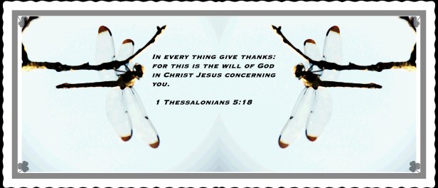 SX400 IS © Photo Artist Susan Ruth Robertson 090025006100 033 - Copy (2).JPG