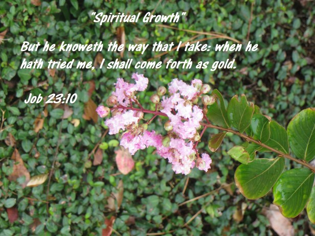 © Photo Artist Susan Ruth Robertson 090025006100 001 - Copy (2).JPG