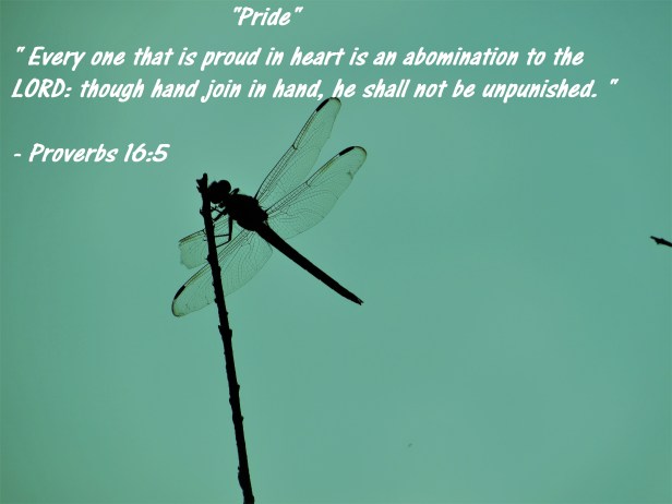 2017-05-23 © Photo Artist Susan Ruth Robertson 090025006100 023 - Copy (3).JPG