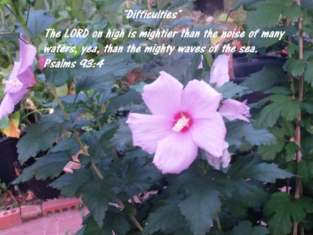 © Photo Artist Susan Ruth Robertson 090025006100 016 - Copy (3).JPG