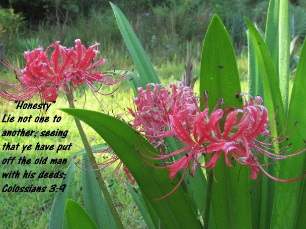 © Photo Artist Susan Ruth Robertson 090025006100 Canon PowerShot SX400 IS 038 - Copy.JPG
