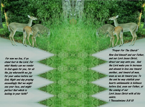 © Photo Artist Susan Ruth Robertson 090025006100 Canon PowerShot SX400 IS 055 - Copy.JPG