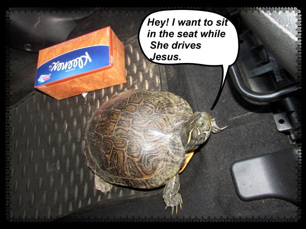 © Photo Artist Susan Ruth Robertson 090025006100 sx400 006.JPG