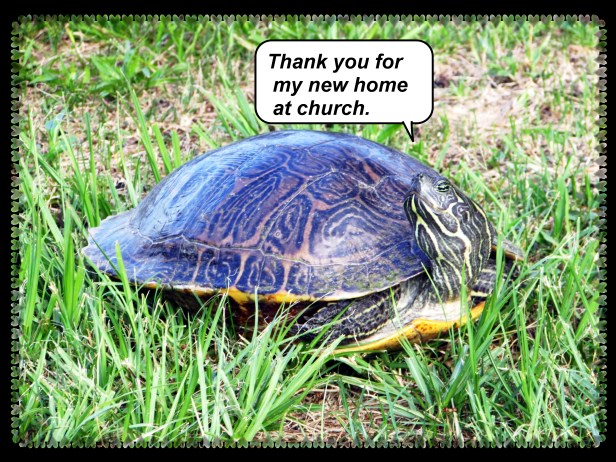 © Photo Artist Susan Ruth Robertson 090025006100 sx400 007.JPG