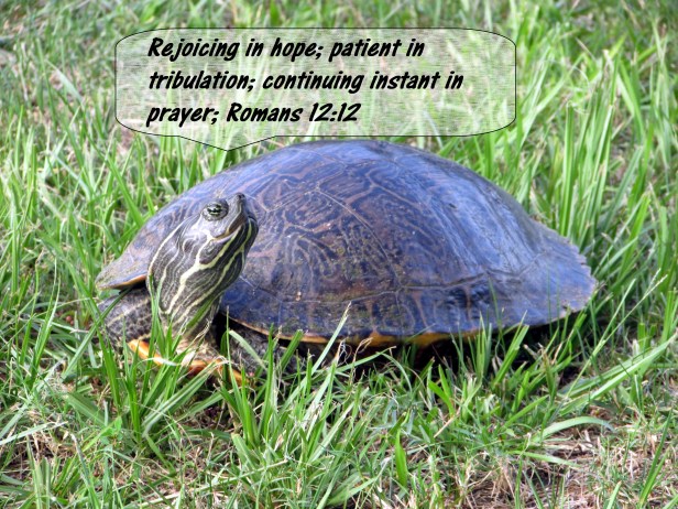 © Photo Artist Susan Ruth Robertson 090025006100 sx400 012.JPG