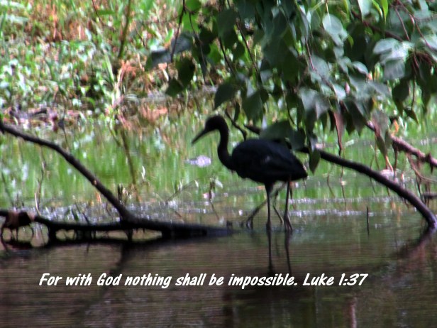 © Photo Artist Susan Ruth Robertson 0925006100 026 - Copy.JPG