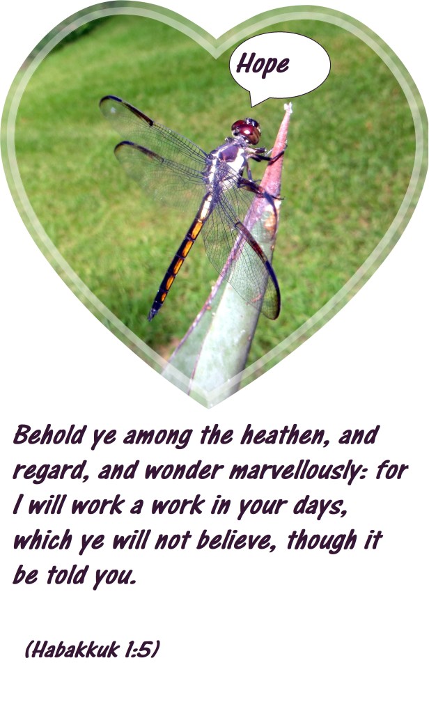 SX260 HS ©Photo Artist Susan Ruth Robertson 090025006100 031 - Copy.JPG