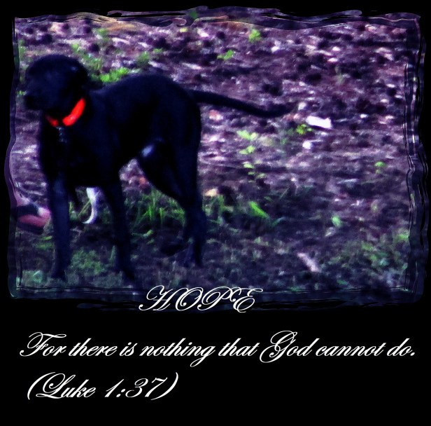 SX400 IS © Photo Artist Susan Ruth Robertson 090025006100 018 - Copy (2).JPG