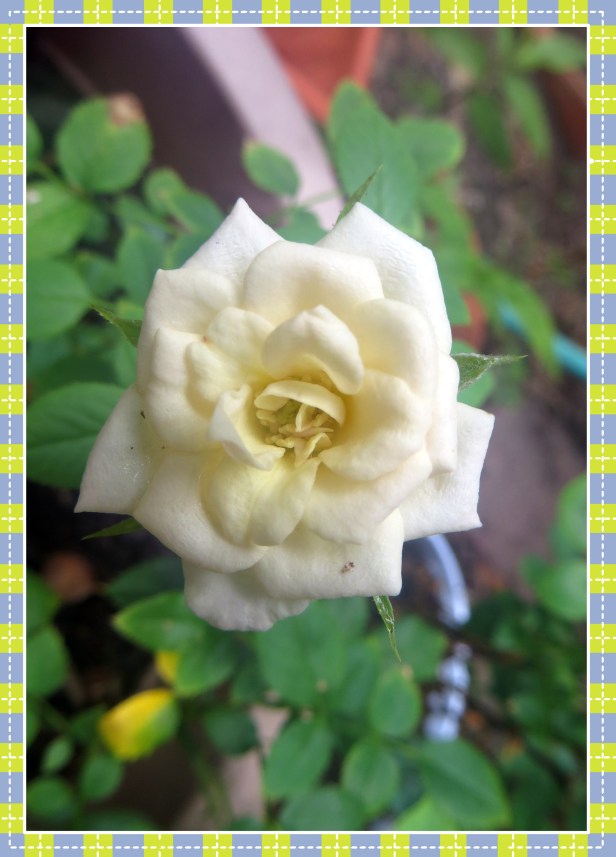 © Photo Artist Susan Ruth Robertson 090025006100 001.JPG