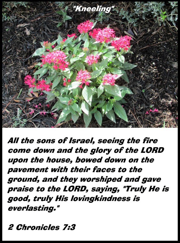 © Photo Artist Susan Ruth Robertson 090025006100 002 - Copy.JPG