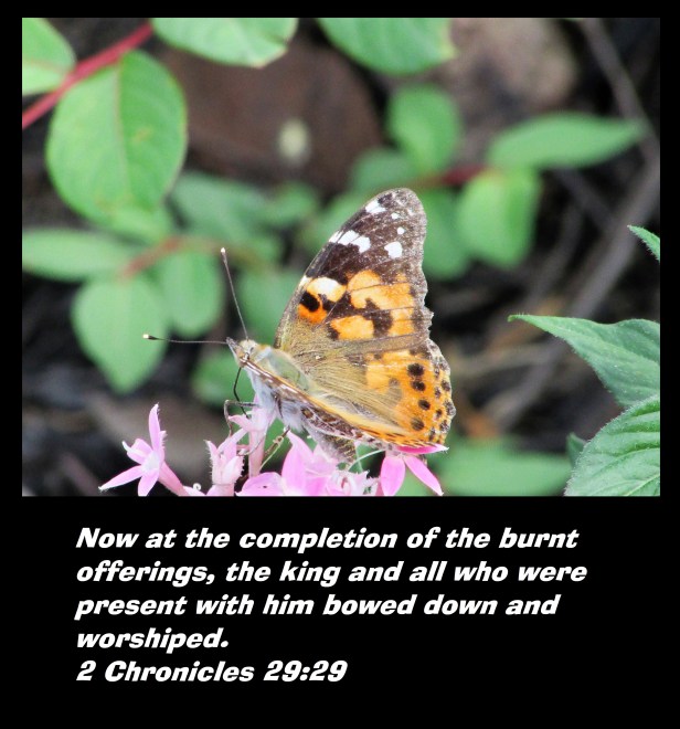 © Photo Artist Susan Ruth Robertson 090025006100 022 - Copy.JPG