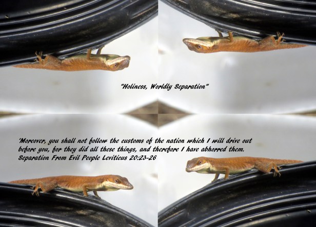 © Photo Artist Susan Ruth Robertson 090025006100 027 - Copy (2) - Copy