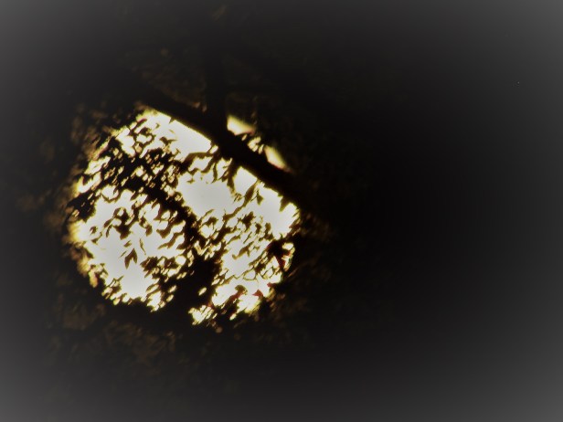 © Photo Artist Susan Ruth Robertson 090025006100 SX 400 IS 015.JPG