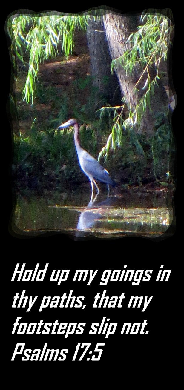 SX260 HS ©Photo Artist Susan Ruth Robertson 090025006100 016 - Copy.jpg