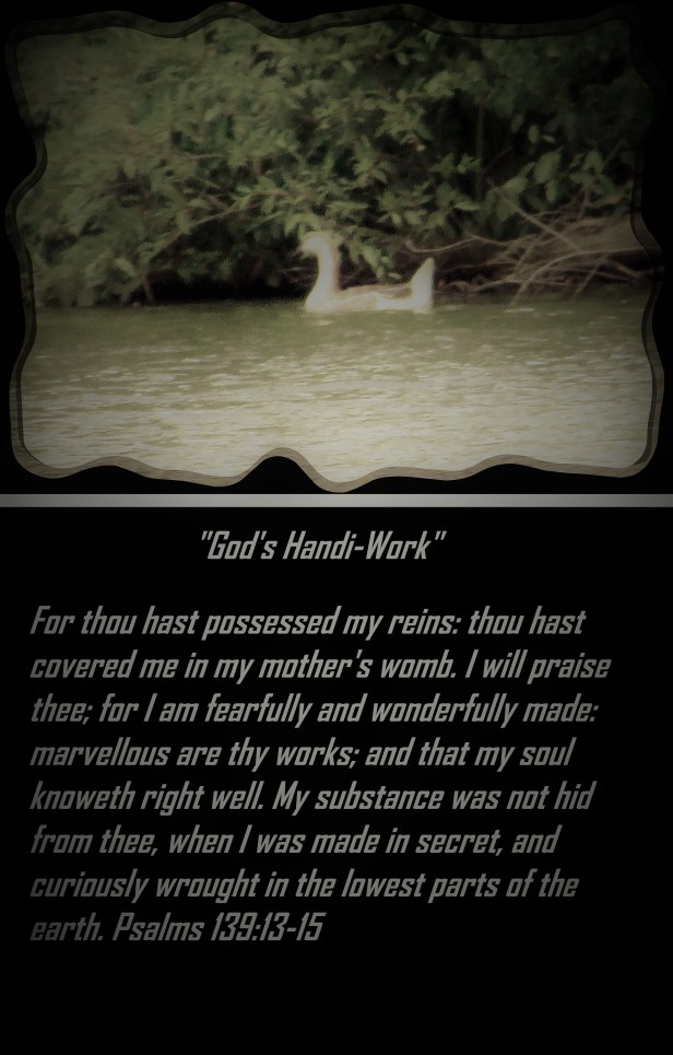 SX400 IS © Photo Artist Susan Ruth Robertson 090025006100 002 - Copy - Copy