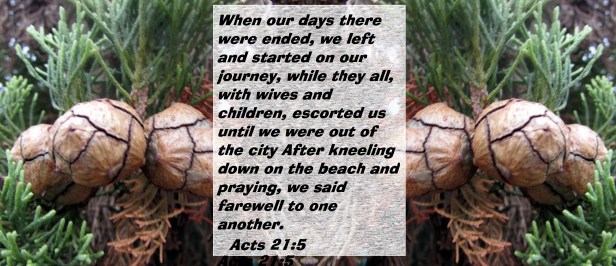 © Photo Artist Susan Ruth Robertson 004 - Copy (2).JPG