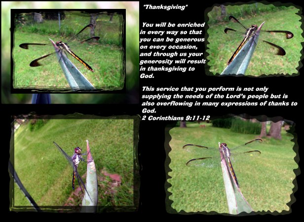 © Photo Artist Susan Ruth Robertson 090-025006100 022 - Copy