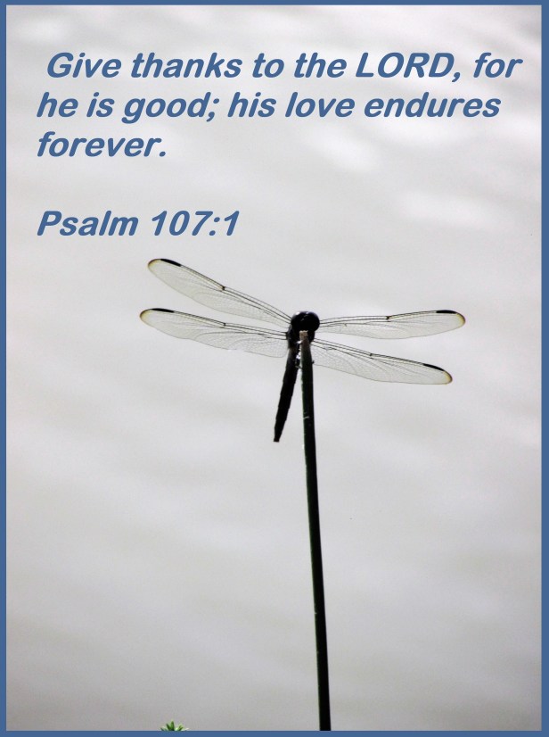 © Photo Artist Susan ruth Robertson 09002500100 027 (2)