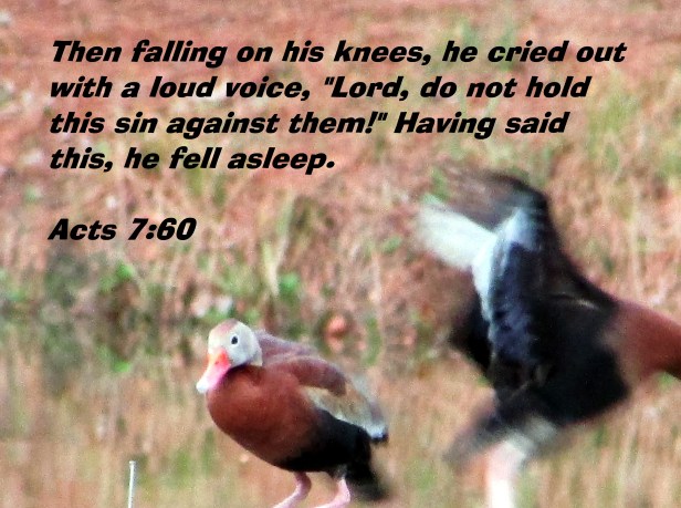 © Photo Artist Susan Ruth Robertson 090025006100 003 - Copy.JPG