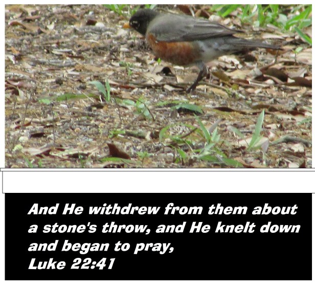 © Photo Artist Susan Ruth Robertson 090025006100 058 - Copy