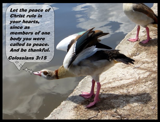 © Photo Artist Susan Ruth Robertson 090025006100 075 - Copy