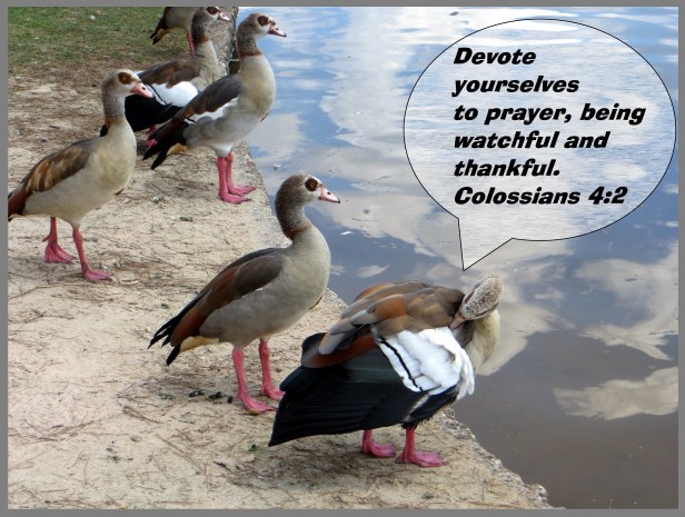 © Photo Artist Susan Ruth Robertson 090025006100 080 - Copy