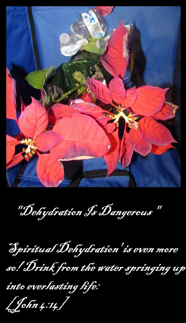 © Photo Artist Susan Ruth Robertson 090025006100 010.JPG