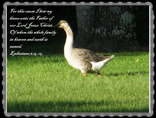 © Photo Artist Susan Ruth Robertson 090025006100 019 - Copy.JPG